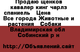 Продаю щенков кавалер кинг чарлз спаниель › Цена ­ 40 000 - Все города Животные и растения » Собаки   . Владимирская обл.,Собинский р-н